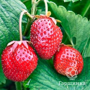 

Клубника Бьюти