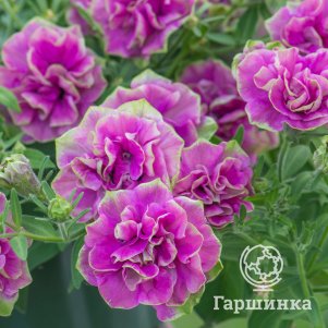 

Петуния вегетативная Тумбелина Дарси Роза