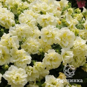 

Петуния вегетативная Тумбелина Сюсанна