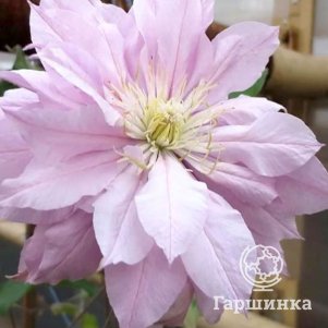 

Клематис Виолет Элизабет махровый (2)