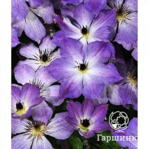 

Клематис Клаудберст крупноцветковый (3)