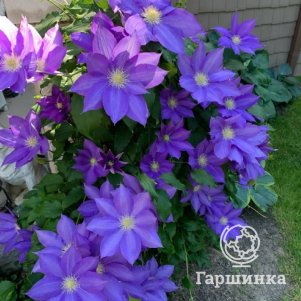 

Клематис Коперник (2)