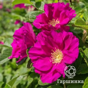 

Роза-ругоза
