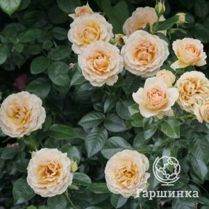 

Роза Генриетта Барнет флорибунда, Питомник Розы Фокино