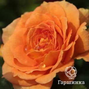 

Роза Голдельзе флорибунда, Питомник Розы Фокино