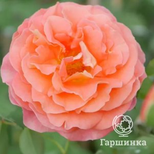 

Роза Джеф л Артист