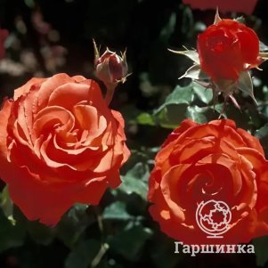

Роза Анжелика чайно-гибридная, Воронежский питомник роз