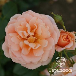 

Роза Гейша чайно-гибридная, Воронежский питомник роз