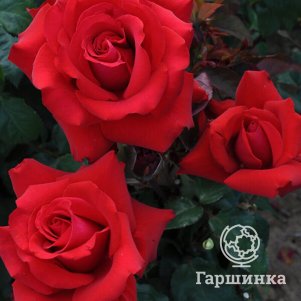 

Роза Гранд Аморе чайно-гибридная, Воронежский питомник роз