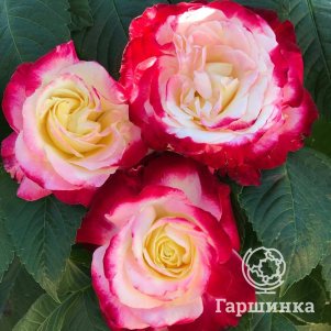 

Роза Дабл Делайт чайно-гибридная, Воронежский питомник роз