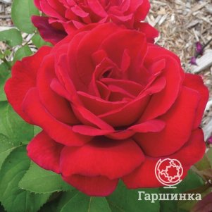 

Роза Империал чайно-гибридная, Воронежский питомник роз