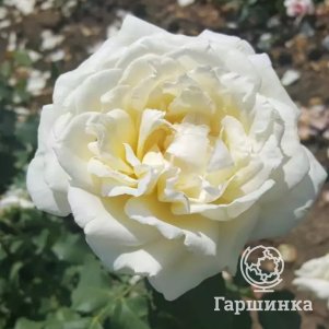 

Роза Ирина чайно-гибридная, Воронежский питомник роз