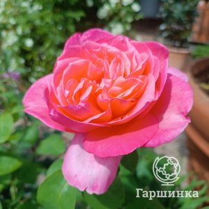 

Роза Мадмуазель Мейян чайно-гибридная, Воронежский питомник роз