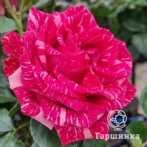 

Роза Пинк Интуишн чайно-гибридная, Воронежский питомник роз