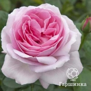 

Роза Пинк Эврика чайно-гибридная, Воронежский питомник роз
