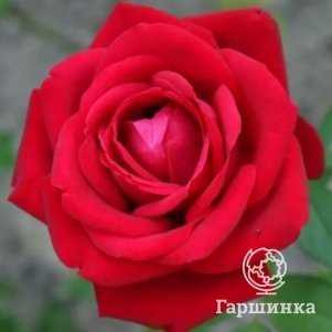 

Роза Софи Лорен чайно-гибридная, Воронежский питомник роз