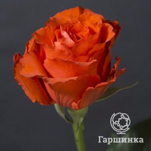 

Роза Стар 2000 чайно-гибридная, Воронежский питомник роз