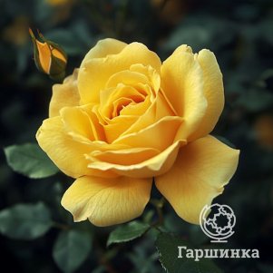 

Роза Старлайт чайно-гибридная, Воронежский питомник роз