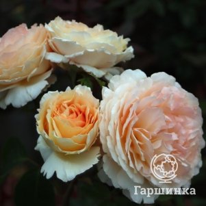 

Роза Тропикана чайно-гибридная, Воронежский питомник роз