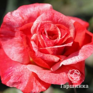 

Роза Филателия чайно-гибридная, Воронежский питомник роз