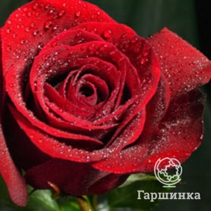 

Роза Форевер Янг чайно-гибридная, Воронежский питомник роз