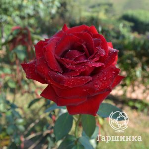 

Роза Черный Принц чайно-гибридная, Воронежский питомник роз