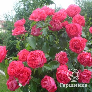 

Роза Черри Леди чайно-гибридная, Воронежский питомник роз