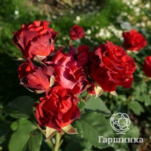 

Роза Эль Торо чайно-гибридная, Воронежский питомник роз