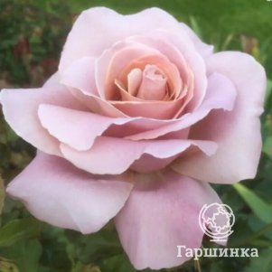 

Роза Симпли Джорджиус чайно-гибридная, Воронежский питомник роз
