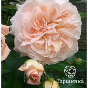 

Роза Сурир де Хавр чайно-гибридная, Воронежский питомник роз