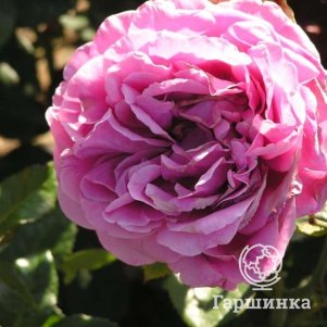 

Роза Сурир де Периге чайно-гибридная, Воронежский питомник роз