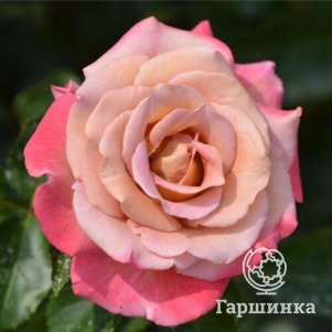 

Роза Мишель Друкер чайно-гибридная, Воронежский питомник роз