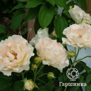 

Роза Шампань Рококо флорибунда, Воронежский питомник роз