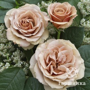 

Роза Мокароза флорибунда, Воронежский питомник роз