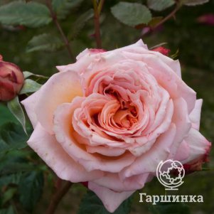 

Роза Барок шраб, Воронежский питомник роз