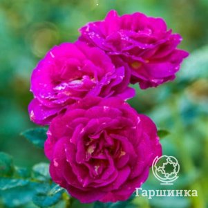 

Роза Аутта зе Блю шраб, Воронежский питомник роз