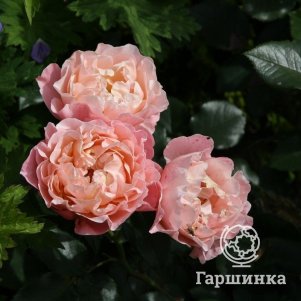 

Роза Мари Кюри шраб, Воронежский питомник роз