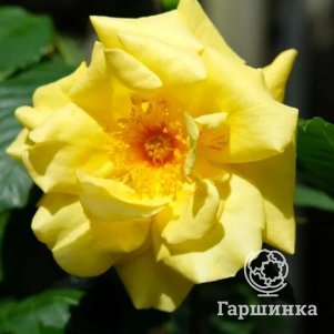 

Роза Голден Гейт плетистая, Воронежский питомник роз