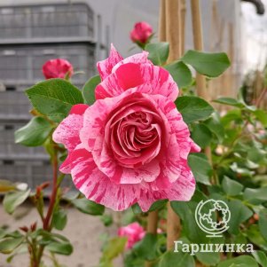 

Роза Инес Састр плетистая, Воронежский питомник роз