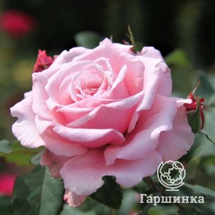 

Роза Кис Ме Кей плетистая, Воронежский питомник роз
