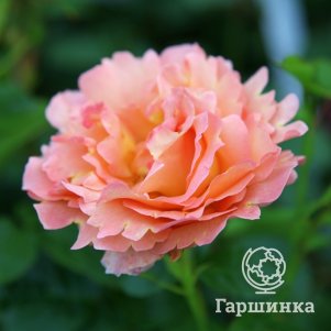 

Роза Полька плетистая, Воронежский питомник роз