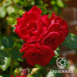 

Роза Сантана плетистая, Воронежский питомник роз