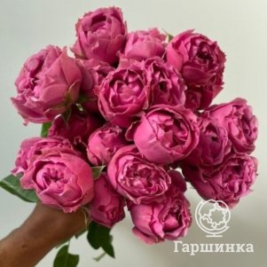 

Роза Мисти Баблс спрей, Воронежский питомник роз