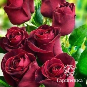 

Роза Марун спрей, Воронежский питомник роз