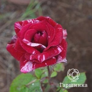 

Роза Арроу Фоллес спрей, Воронежский питомник роз