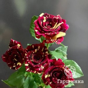 Роза Абракадабра спрей