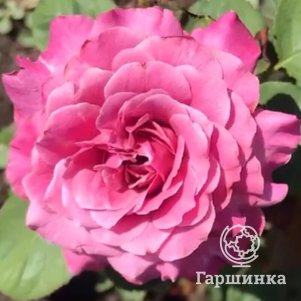 

Роза Волнистая рябь, Воронежский питомник роз