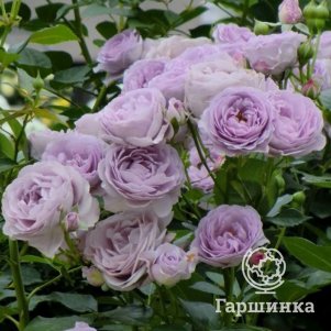 

Роза Голубой Шторм, Воронежский питомник роз