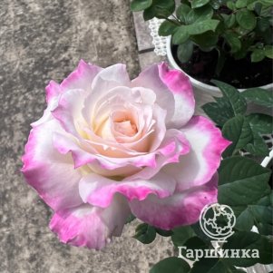 

Роза Серафим, Воронежский питомник роз