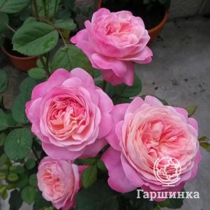 

Роза Дрим лайт, Воронежский питомник роз
